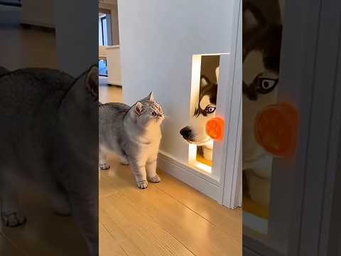 The Cat Pressed the Sensor.&hellip; But a HUSKY Head Jumped Out!😿🐕🙄🤣00W4W #comedy #shortvideo #funny