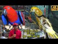Saddar Exotic Parrots and Birds Market 2023 Karachi | متجر الببغاوات الجميلة والطيور الغر