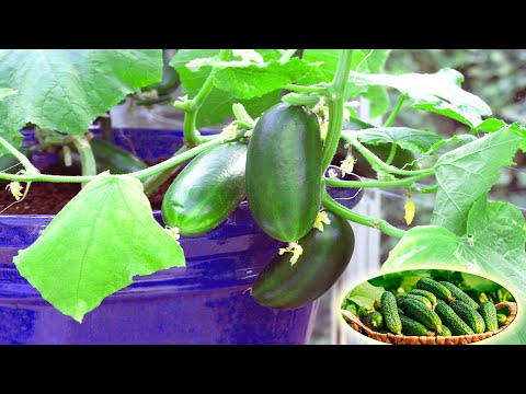 , title : 'How To Grow, Fertilizing, And Harvesting Cucumbers in Pots | Containers Gardening Tips'