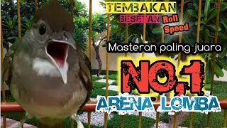 Download lagu Masteran number 1 champion bird||Masteran Kapas tembak PILIHAN JURI SENASIONAL mp3