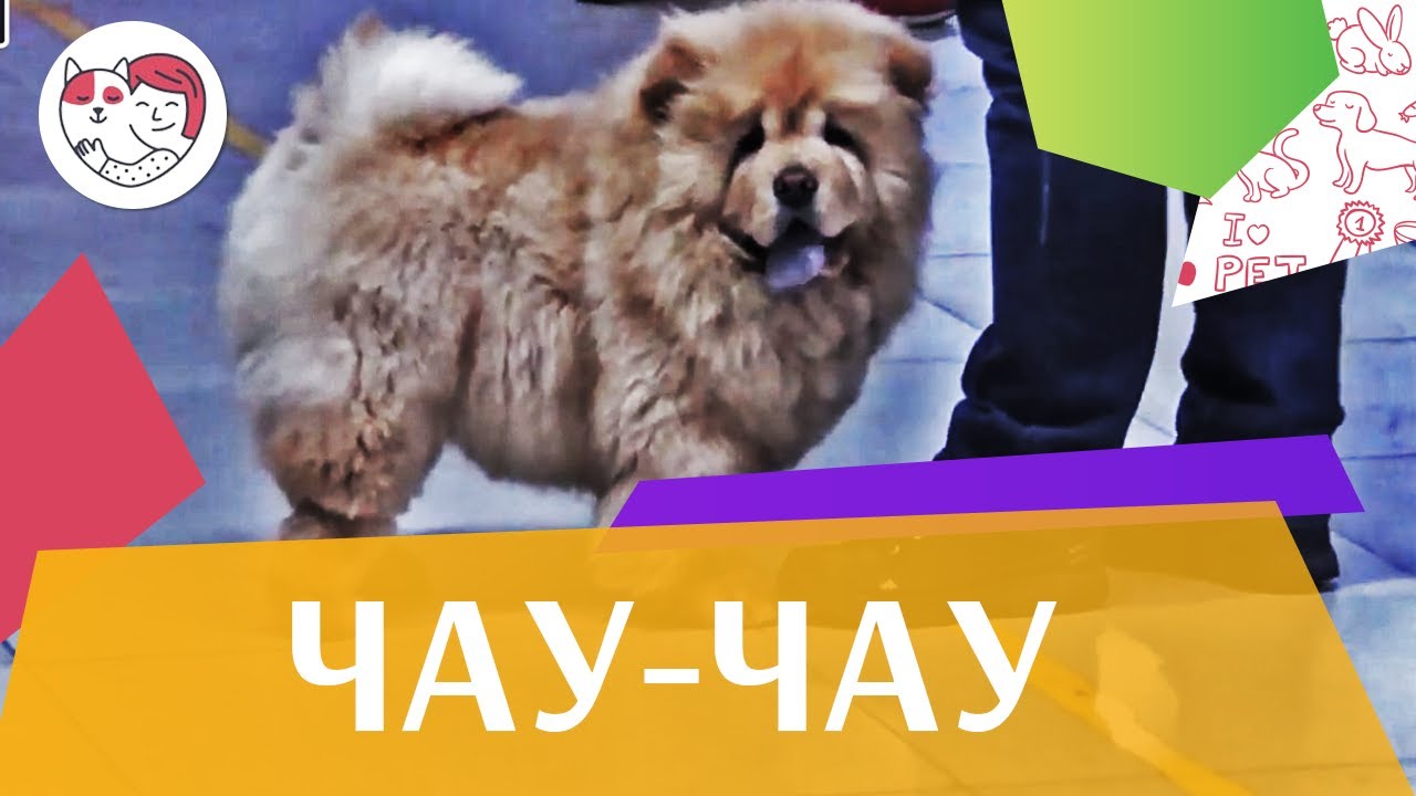 Чау -чау. Особенности, уход на ilikepet