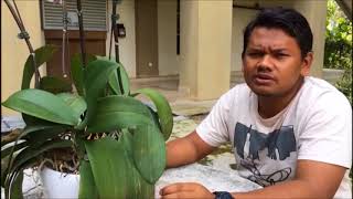 Simple Documentary of Orchid Phalaenopsis