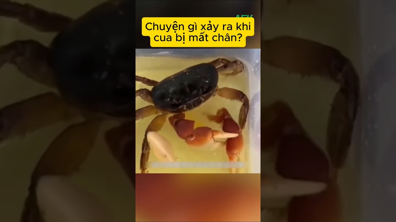 Chuyện gì xảy ra khi cua bị mất chân?