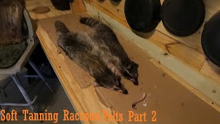 Soft Tanning Raccoon Pelts (PART 2) #taxidermy #howto #hunting