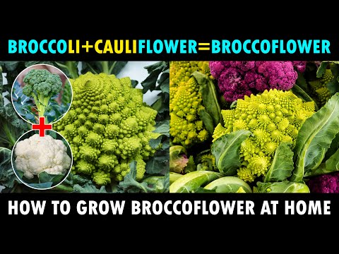 , title : 'BROCCOli + CauliFLOWER = BROCCOFLOWER..! How to grow Broccoflower at Home'
