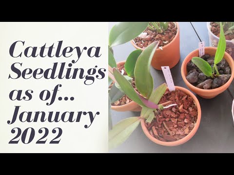 Update on Cattleya Seedlings Time to update on the cattleya seedlings