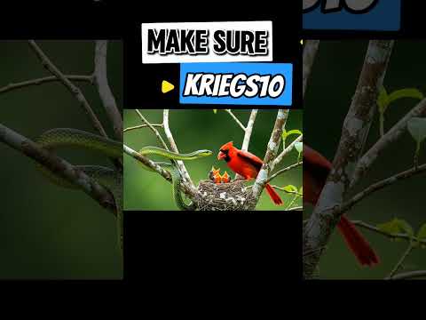 Red Cardinal vs Snake — Forest Showdown#shots #birds #wildlife #nature #birdphotography #animals