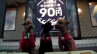 preview picture of video '無添加犬もび郎＆じろ吉＆多助のお気楽生活681'