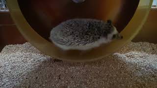 ハリネズミのムック君走って○○ぷん