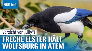 Elster terrorisiert Wolfsburg: Droht Krawall-Vogel der Abschuss? | NDR