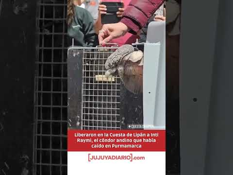 Liberan a un Cóndor Andino que fue rescatado y rehabilitado. #Jujuy #Argentina
