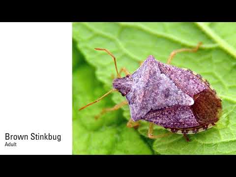 Stinkbug Management In Soybeans