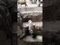 Puppy Trying To Climb The Rugged Stairs