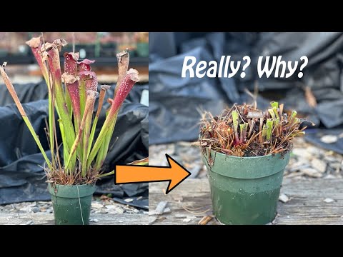 Trim All Sarracenia Pitchers in Late Winter