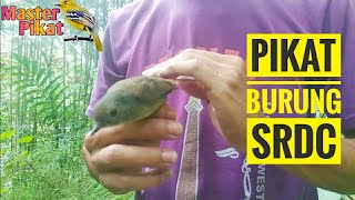 Download lagu 🔴PIKAT SIKATAN RIMBA DADA COKLAT (SRDC) mp3 Download lagu 🔴PIKAT SIKATAN RIMBA DADA COKLAT (SRDC) mp3
