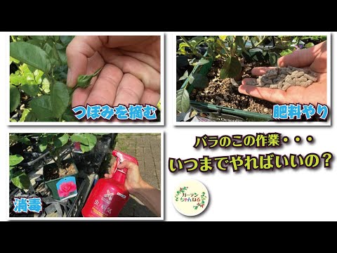 冬の間ディプラデニアを維持するにはどうすればよいですか？手入れのためにいつ持ち込むのですか？  庭園