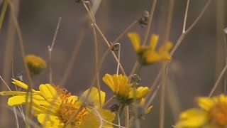 How to protect yourself against seasonal allergies in the Phoenix area