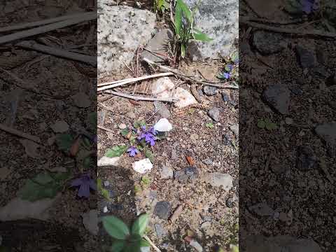 茎を包むオドリコソウ 植物