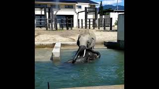 Download lagu No copyright Elephant Video 🐘| Biggest Elephant Video | Animals Video #short #Animalvideos #Elephant mp3