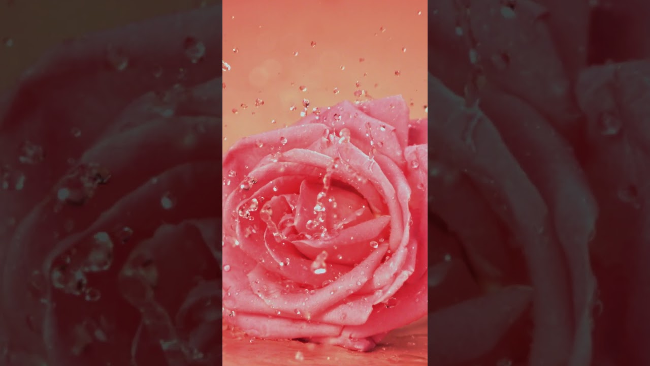 Pure Rose Water by Fabessentials | #SecretsOfGlow