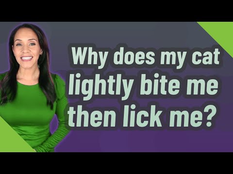 Why does my cat lightly bite me then lick me?