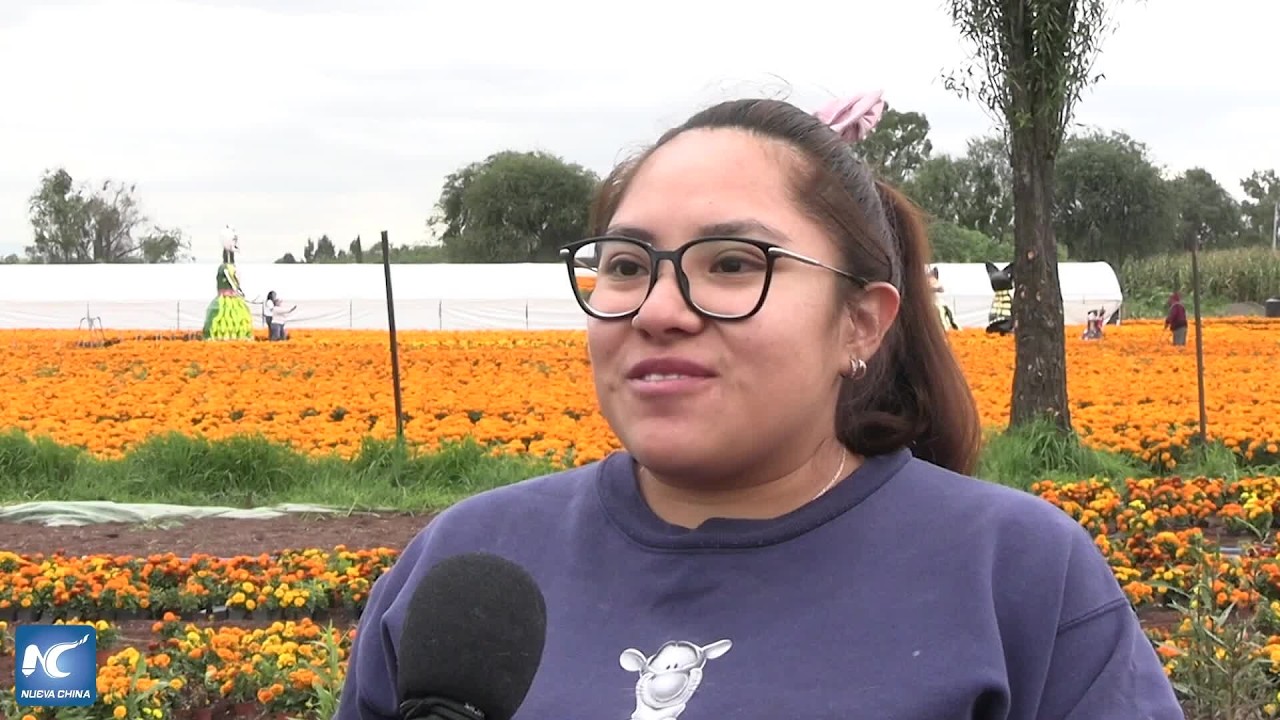 Cempasúchil de Xochimilco, tradición familiar que tiñe de naranja el Día de Muertos