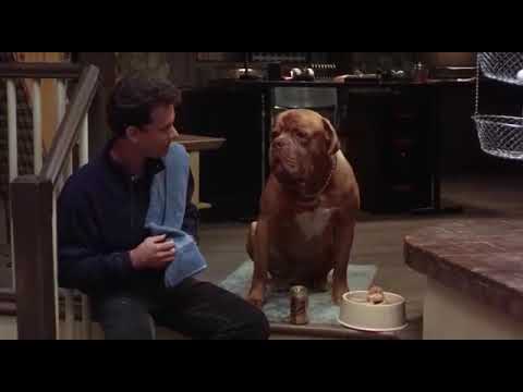 Turner & hooch playing