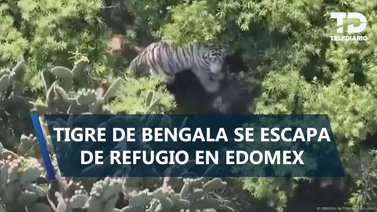 ¿Qué pasó en Tepetlaoxtoc? Cronología del escape del tigre de Bengala a su localización en Edomex