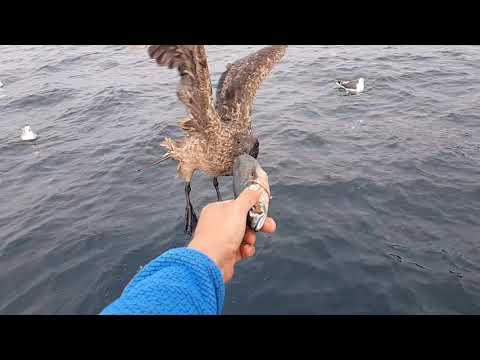 Feeding a Great Skua aka Bonxie by hand.