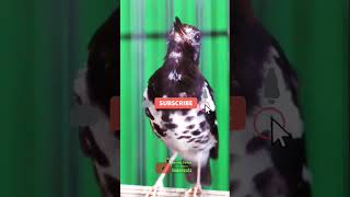 Download lagu Anis kembang buka paruh lebar #aniskembangngerol #aniskembangngeplong #pancingananiskembang #punglor mp3 Download lagu Anis kembang buka paruh lebar #aniskembangngerol #aniskembangngeplong #pancingananiskembang #punglor mp3