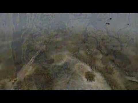 S.T.A.L.K.E.R Clear Sky - The World Zone Atmosphere