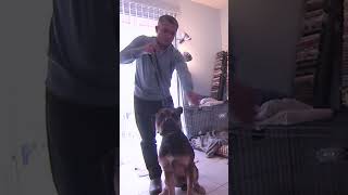 Cesar Millan Deals With Biting Bulldog Mix's Anger Issues #dogwhisperer #dog #cesarmillan