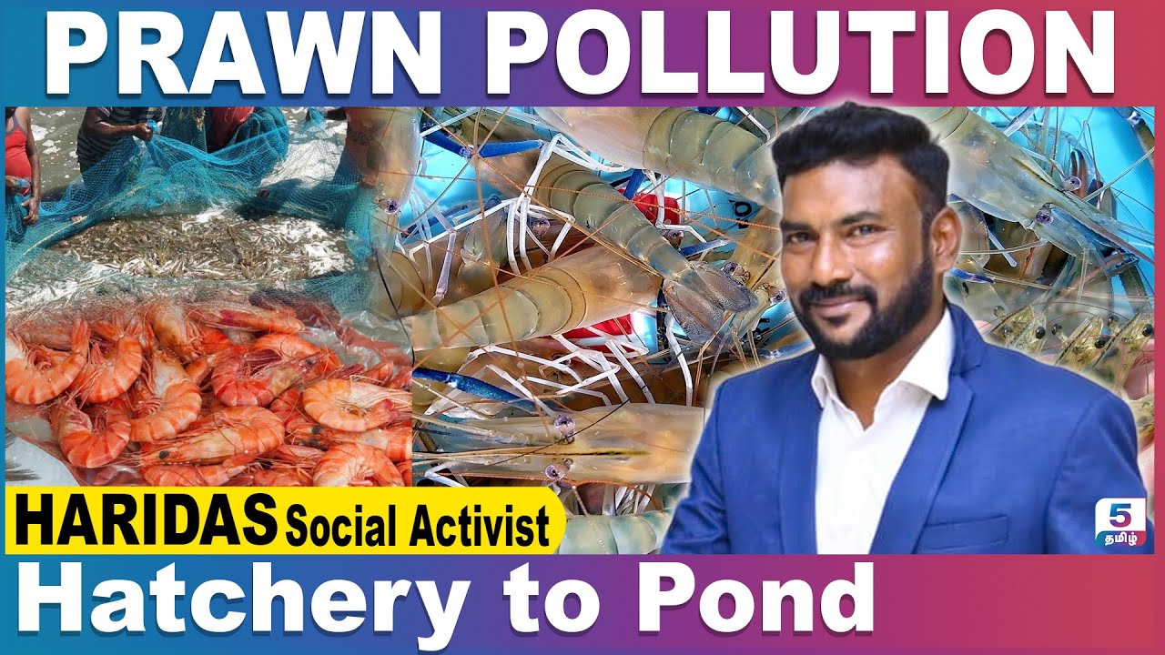 இறால் 10 லட்சமா! | Prawn Hatchery to Pond | HARIDAS Social Activist