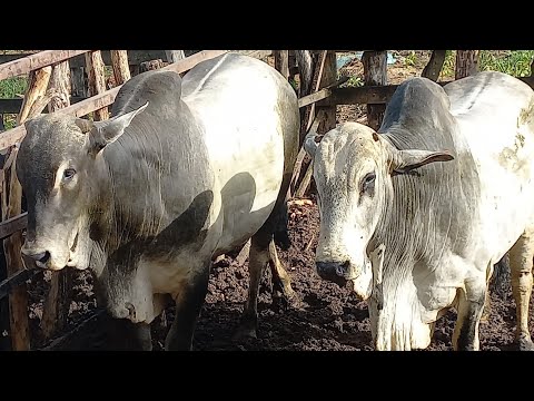 Feira de gado em Coité do Noia AL Domingo 28/04/2024#nordeste