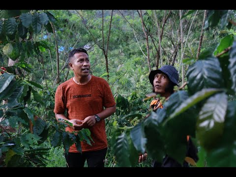 Perkebunan Kopi & Kakao Taluditi-Potensi Agrowisata Desa Makarti Jaya, Gorontalo. Model Agroforestry