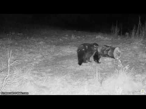 Dobrou noc s medvědy