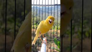 Download lagu Kenari gacor emosi #kenari #kenarigacor #canary #canarias #canario #birds #shorts #shorts mp3 Download lagu Kenari gacor emosi #kenari #kenarigacor #canary #canarias #canario #birds #shorts #shorts mp3