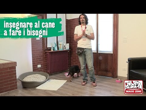 TUTORIAL: Insegnare al cucciolo a non sporcare in casa | Maxi Zoo