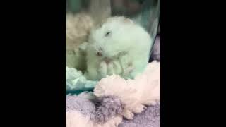 眠気VS毛繕い