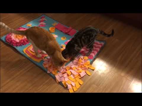 6 Fun Cat Puzzle Toys