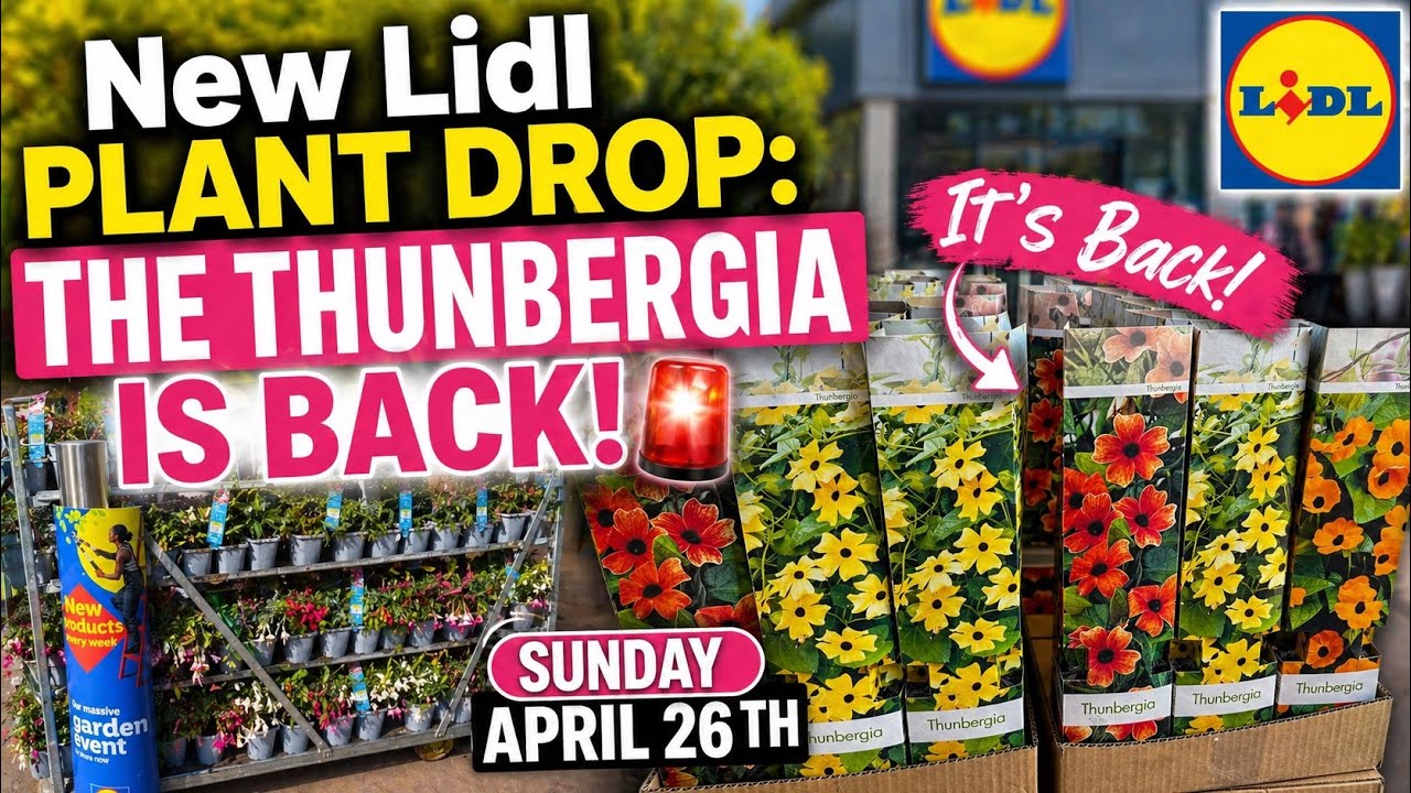 What New Lidl Plant Drop: THE THUNBERGIA IS BACK! 🚨 Sunday April 26th