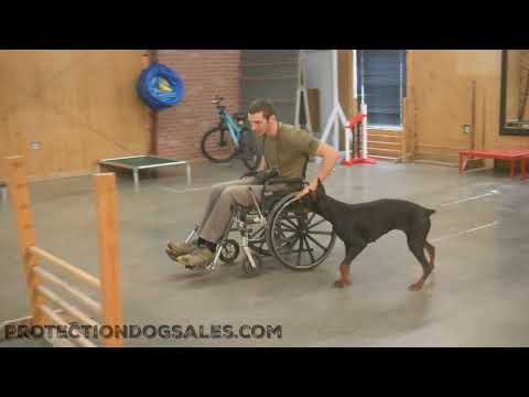 Happy Compliant "Zera" 1YR Doberman Adaptable To Wheelchair Effortless Agility Amazing Attitude @PDS