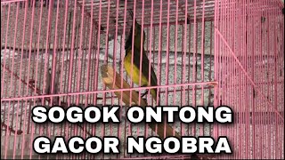 Download lagu Sogok Ontong Gacor Ngobra SOGON Gacor sogon sogoko... mp3
