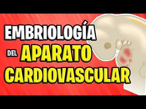 ✅ EMBRIOLOGÍA CARDIOVASCULAR 💉🧡