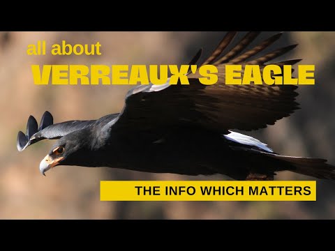 Verreaux's Eagle facts 🦅 Black eagle 🦅 lives in mountainous regions of southern & Eastern Africa