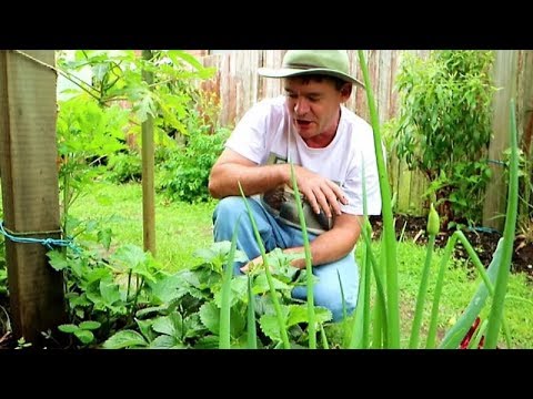 Straw Bale Garden One Year on Still Producing