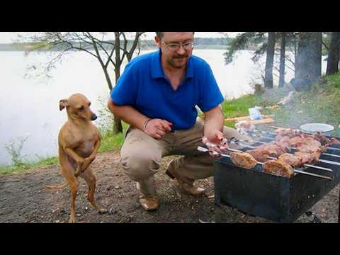 Quand votre chien est le plus gentil et le plus poli des petits messieurs ! vidéos de chiens mignons