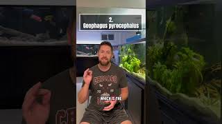 Top 5 Geophagus Fish Species