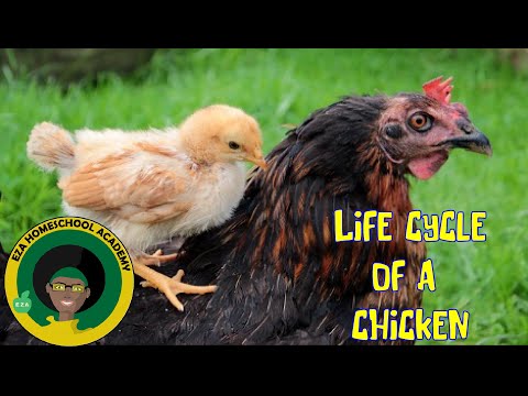, title : 'Chicken Life Cycle | All about Chickens'