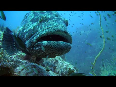 Groupers - Zackenbarsche - Grouper Braun Marbled